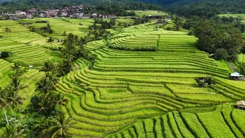 Aerial drone pull-back rise over green rice fields in Bali – 4K Stock Footage 325022327