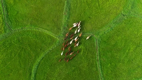 Aerial drone pull out shot of herd of cows walking across lush green fields in Stock Footage 341046188