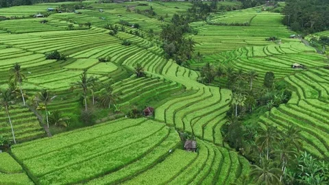 Aerial Drone Pullback Over Jatiluwih Rice Terraces UNESCO, Bali Indonesia Stock-Footage 330492647