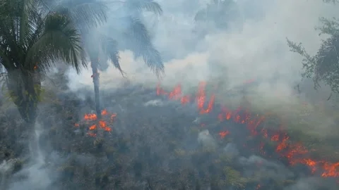 Aerial Drone Pulling Back Over Palm Trees And Farmland Burning And Smoldering Stock Footage 277076375