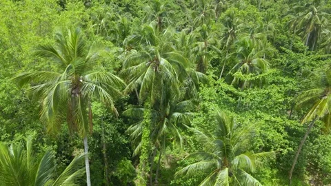 Aerial drone push in shot of dense foliage, palms and jungle Stock Footage 184879443