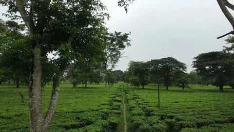 Aerial drone push in shot of a tea garden, tea plantation in india. Vídeo Stock 219324462