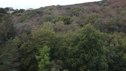 Aerial Drone Pushing Towards Trees and Moor 4K Stock Footage 163028802