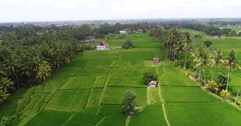Aerial drone reverseflyover of rice fields Ubud Bali Stock Footage 81687706