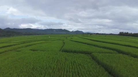 Aerial drone on rice fields Stock Footage 327426519
