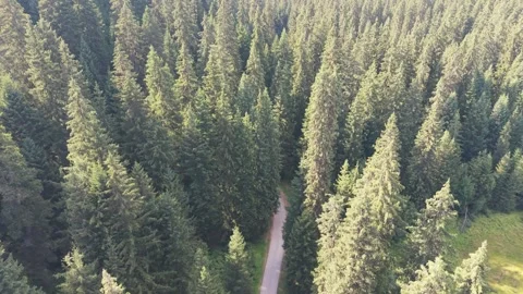 Aerial Drone Rising Above Path Through Dense Pine Forest in Bijambare Stock-Footage 343151228
