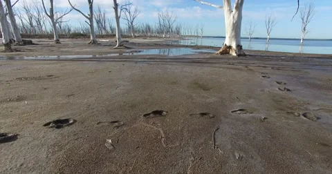 Aerial drone scene of beach with dead big trees. 스톡 동영상 56039088