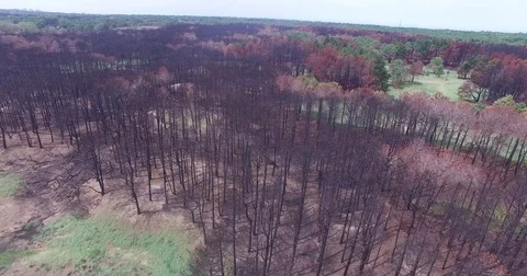 Aerial drone scene of burned forest. Black dead trees standing up. 스톡 동영상 75845585