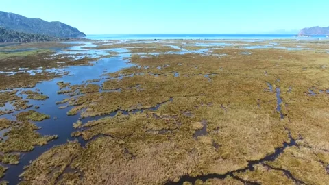 Aerial drone scene captures Dalyan delta wetlands - Reed Beds and Estuary Water Stock Footage 339758283