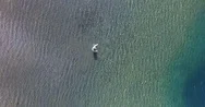Aerial Drone Scene Of Fly Fishing Man Casting And Catching A Trout That Jumps Stock Footage