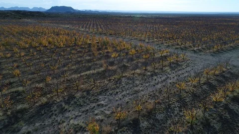Aerial drone scene of fruit trees plantation with commercial purpose 스톡 동영상 91575729