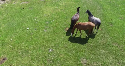 Aerial drone scene top view of three wild horses eating grass 스톡 동영상 71892279