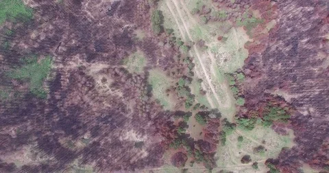 Aerial drone scene top view of avenue traffic, burned forest on the right. Vidéo 76920876
