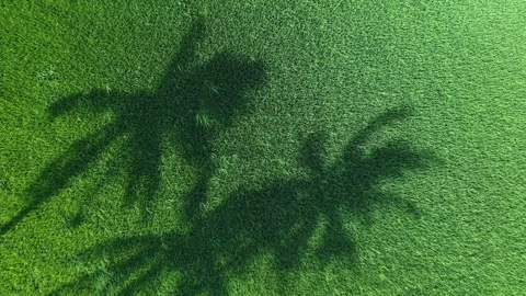 Aerial drone shadow of coconut tree over paddy field Stock Footage 337536169