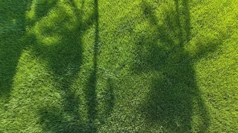 Aerial drone shadow of coconut tree over paddy field Stock Footage 337539053