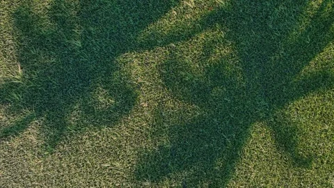 Aerial drone shadow of coconut tree on paddy field Stock Footage 337987677
