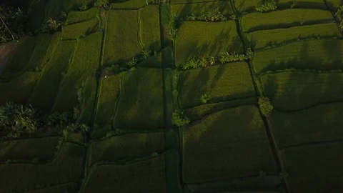 Aerial drone shoot with abstract texture - green rice terrace from above. High n Stock Footage 109482417