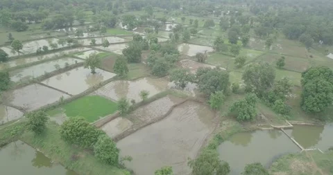 Aerial drone short of paddy fields in India during rainy monsoon season Vidéo 248731921