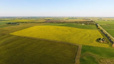 Aerial Drone Shot of Alberta Canola Fields Stock Footage