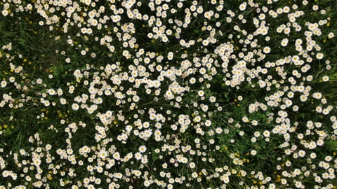 Aerial drone shot of beautiful fields white daisy swaying in wind at summer day Stock Footage 244940668