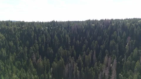 Aerial drone shot of Black Forest lake Wildsee and dense forest in Germany 스톡 동영상 345012949