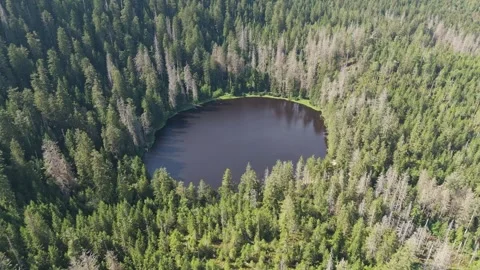 Aerial drone shot of Black Forest lake Wildsee and dense forest in Germany 스톡 동영상 345016541