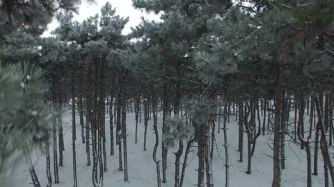 Aerial drone shot from the bottom up between the pines. Stock Footage 72535599