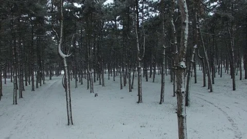 Aerial drone shot from the bottom up between the pines. 库存影片 72535754