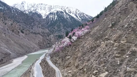 Aerial drone shot capturing the breathtaking view of cherry blossom and apricot Stock Footage 304961337