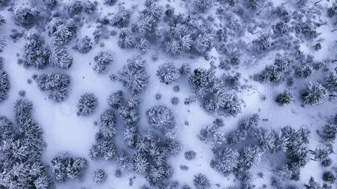 Aerial drone shot capturing the contrast between dark evergreen trees and the Stock Footage 304949219
