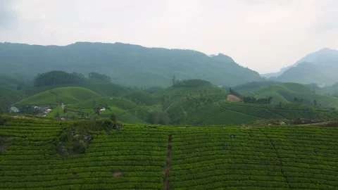 Aerial Drone Shot Capturing the Expansive Tea Gardens and Stunning Hills of Stock Footage 297592381