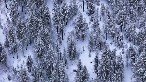 Aerial drone shot capturing the silence and beauty of a frozen alpine forest, Stock Footage 304949543