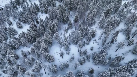 Aerial drone shot capturing the tranquility of a snow-covered alpine forest, Stock Footage 304949362