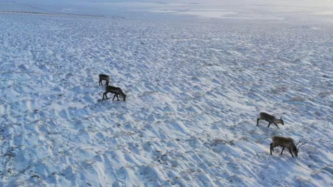 Aerial Drone Shot of Caribou Herd, Panning Across the Frozen, SnowyTundra Stock Footage