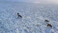 Aerial Drone Shot Of Caribou Herd, Panning Across The Frozen, Snowytundra Stock Footage