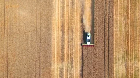 Aerial drone shot of a combine harvester working day in big a field. From top. Stock Footage