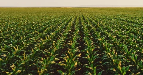 Aerial drone shot of a corn maize field, agricultural landscape Video stock 81451961