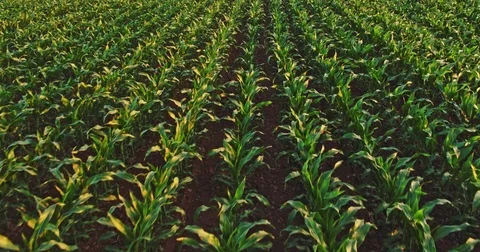 Aerial drone shot of a corn maize field, agricultural landscape Video stock 81454959