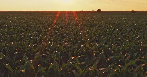 Aerial drone shot of a corn maize field, agricultural landscape Video stock 81456971