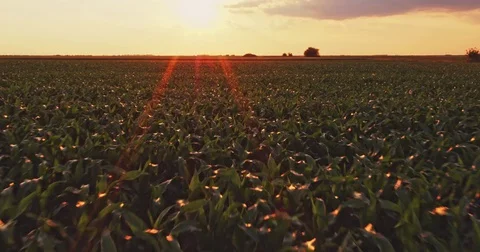 Aerial drone shot of a corn maize field, agricultural landscape Video stock 81458924