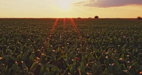Aerial drone shot of a corn maize field, agricultural landscape Video stock 81458991
