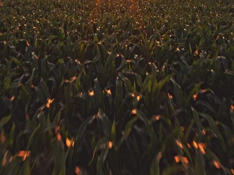 Aerial drone shot of a corn maize field, agricultural landscape Video stock 81459294