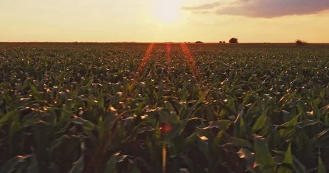 Aerial drone shot of a corn maize field, agricultural landscape Video stock 81460579