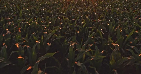 Aerial drone shot of a corn maize field, agricultural landscape Video stock 81463094