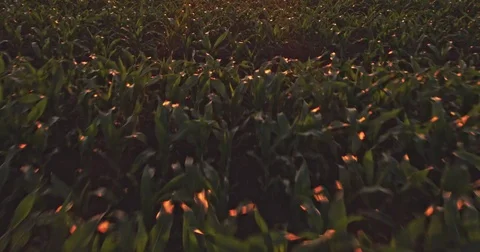Aerial drone shot of a corn maize field, agricultural landscape Stock Footage 81463882