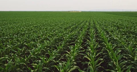 Aerial drone shot of a corn maize field, agricultural landscape Stock Footage 81501174