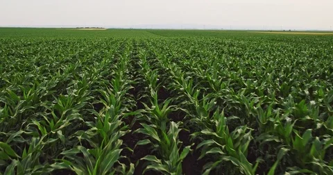 Aerial drone shot of a corn maize field, agricultural landscape Stock Footage 81501612