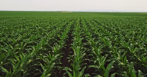 Aerial drone shot of a corn maize field, agricultural landscape Vidéo 81515862