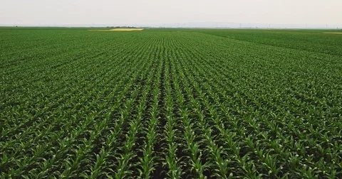 Aerial drone shot of a corn maize field, agricultural landscape Stock Footage 81521208