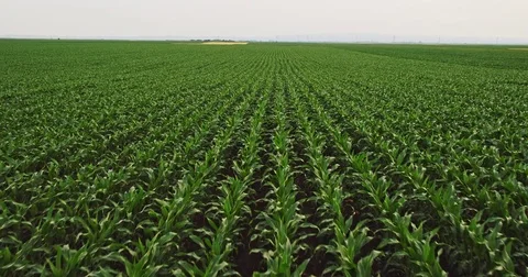 Aerial drone shot of a corn maize field, agricultural landscape Stock Footage 81530282